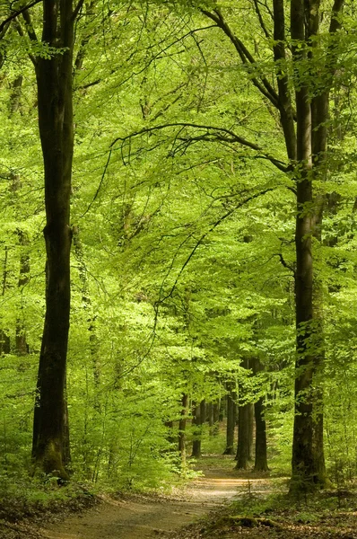Vía forestal en primavera —  Fotos de Stock