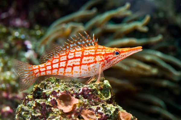 Un pez rojo desnudo — Foto de Stock