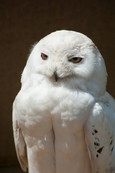 Retrato de Snowowl — Fotografia de Stock