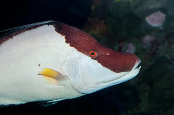 Deniz-balık bir tooht ile — Stok fotoğraf