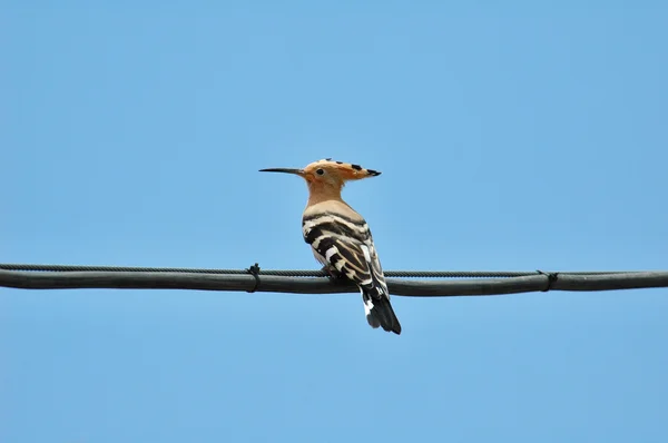 stock image A hoopoe on a wire