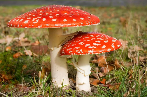 Dois cogumelos agáricos — Fotografia de Stock
