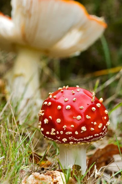 Un champignon frais tacheté — Photo