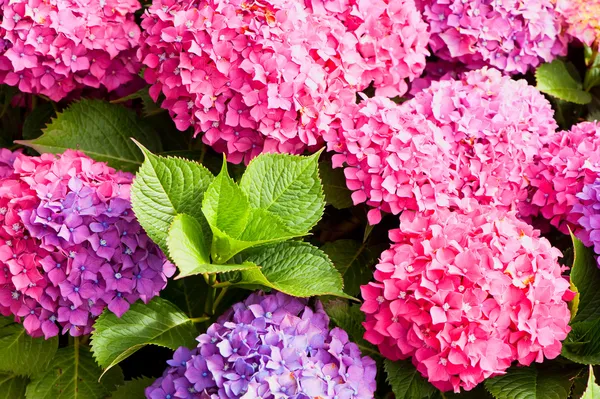 수국 꽃 — 스톡 사진