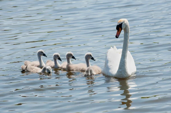 Swan with youngsters — Stock Photo, Image