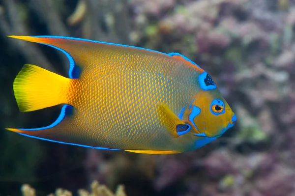 Un colorido pez emperador — Foto de Stock