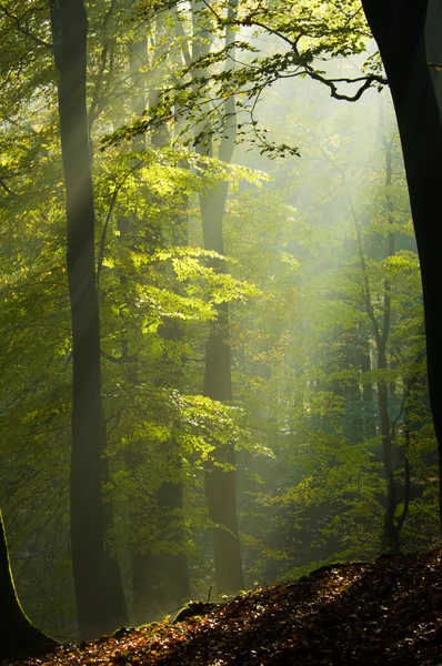 Forêt d'automne dans la brume — Photo