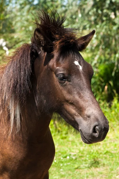 Um retrato de um cavalo selvagem Fotografia De Stock