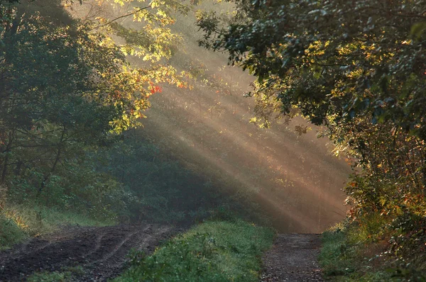 Wald mit Sonnenstrahlen — Stockfoto
