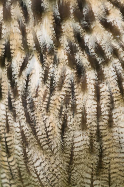 フクロウの羽 — ストック写真