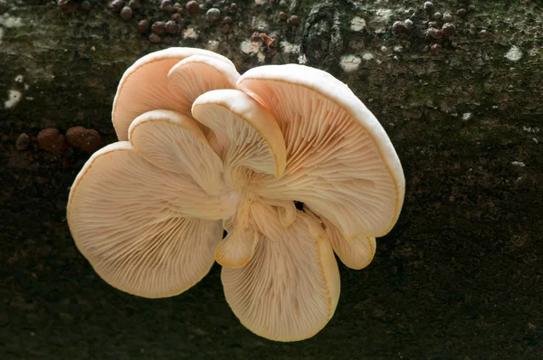 Los hongos de ostra en el árbol — Foto de Stock
