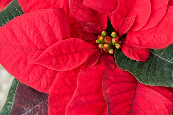 Christmas plant — Stock Photo, Image