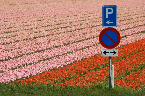 Panneaux de signalisation à un champ de tulipes — Photo