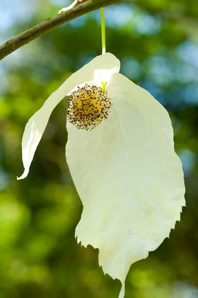 Stock image Handkerchief flower