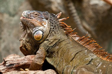 A bearded iguana clipart