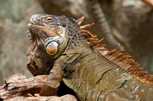 En skäggig iguana — Stockfoto