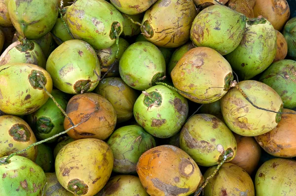 Fresh coconuts — Stock Photo, Image