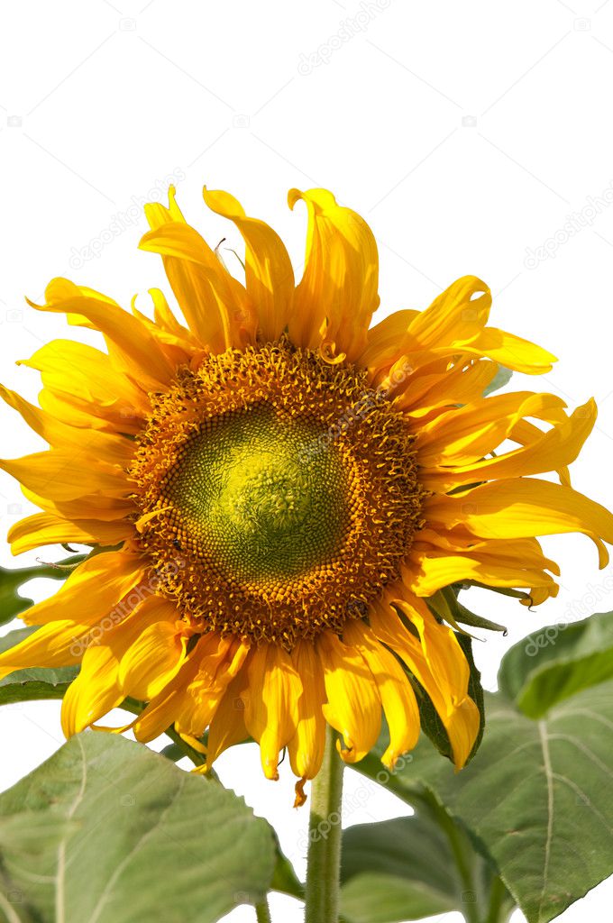 A sunflower on white