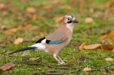 Eurasian blue-jay clipart