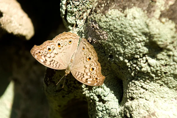 갈색 얼룩된 나비 — 스톡 사진