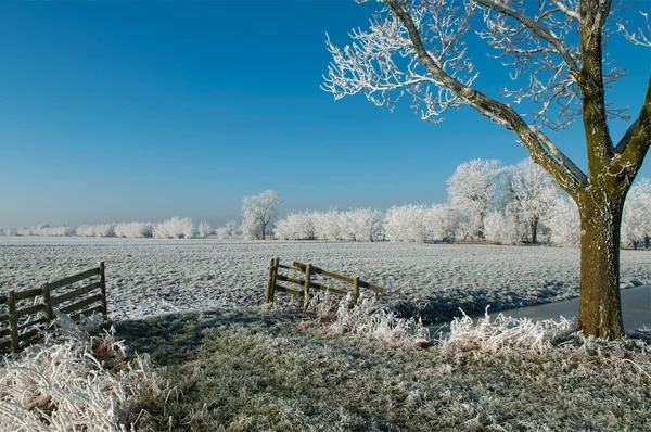Kış aylarında çim alanlar — Stok fotoğraf