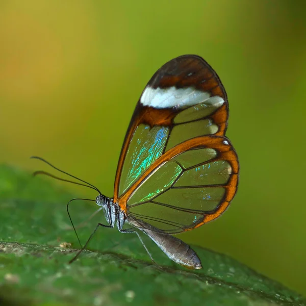 Mariposa transparente — Foto de Stock