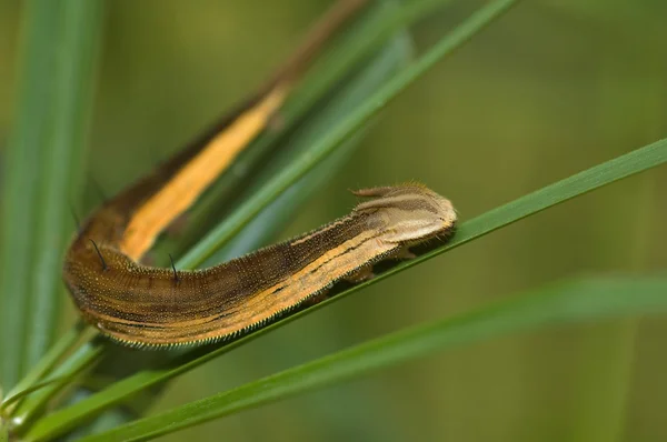 Brown caterpillar — Stock Photo, Image