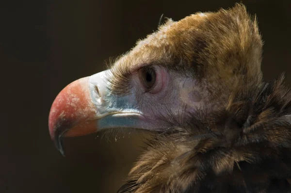 Redbeak 독수리 — 스톡 사진