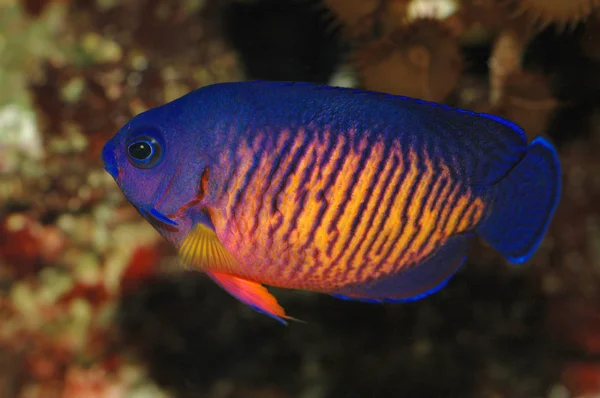 황제 물고기 — 스톡 사진