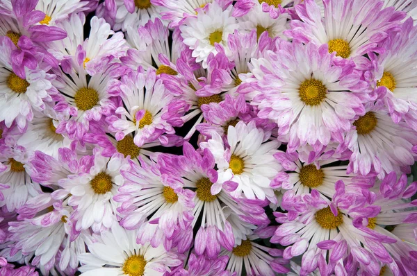 stock image Purple flowers