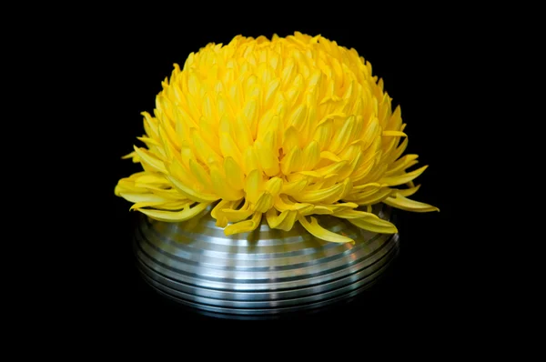 Sarı çiçek — Stok fotoğraf