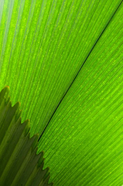 Soyut yeşil palmleafs — Stok fotoğraf