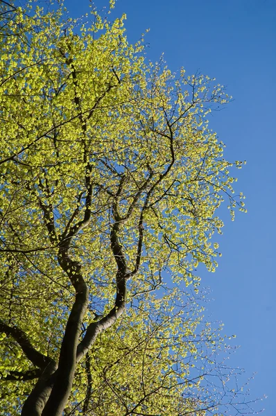 Drzewo w wiosenny — Zdjęcie stockowe