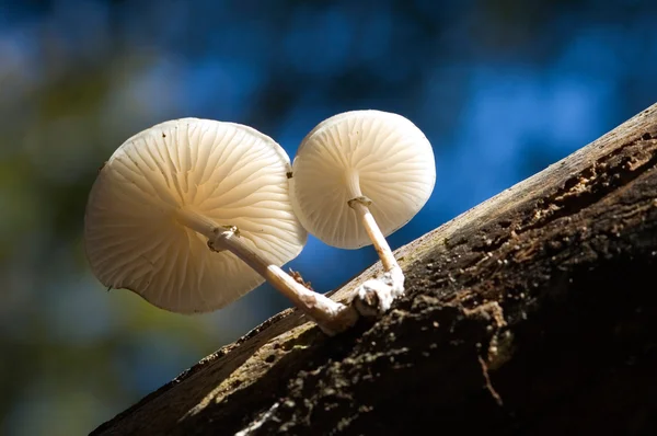Die Unterseite eines Pilzes — Stockfoto