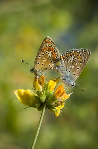 Brun fläckig fjärilar — Stockfoto