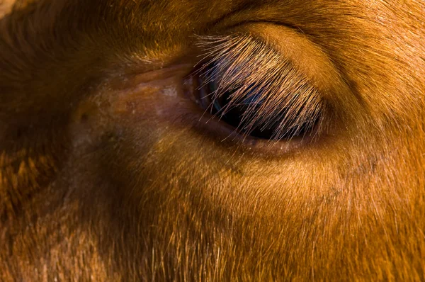 Ojo de vaca — Foto de Stock