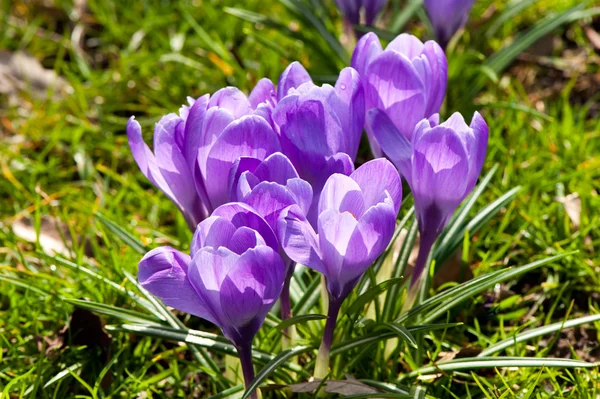 Azafrán púrpura — Foto de Stock