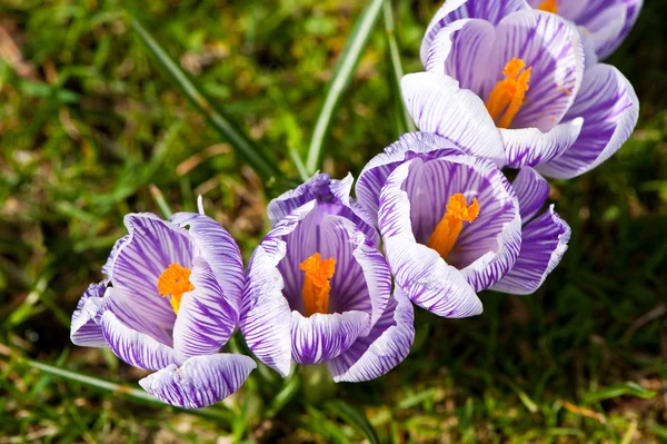 Crocus violets rayés — Photo