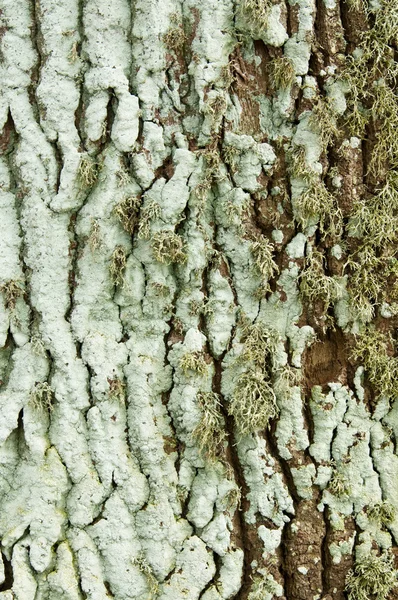Flechten auf einem Baumstamm — Stockfoto