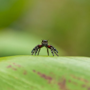 Portrait jumping spider clipart