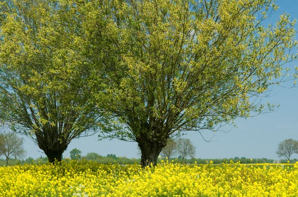 Willow-trees — Stock Photo, Image
