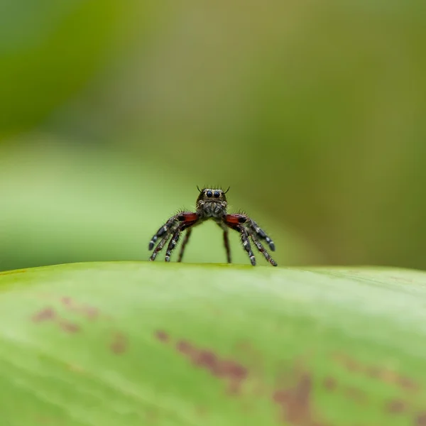 Portret pająk skoków — Zdjęcie stockowe