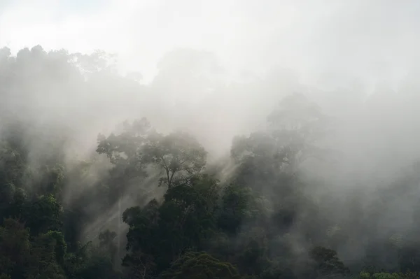 Selva tropical malasia — Foto de Stock