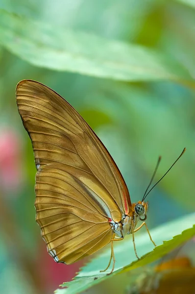 Un papillon brun — Photo