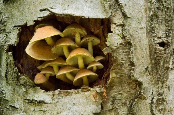 Fungis i ett träd — Stockfoto