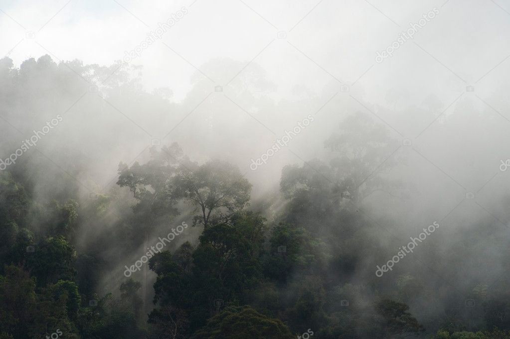 Rainforest malaysia