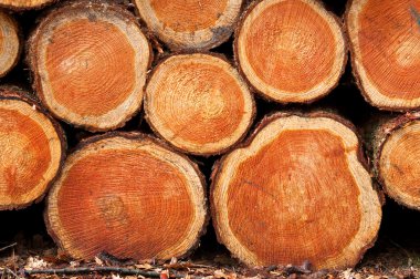 Background woodpiles clipart