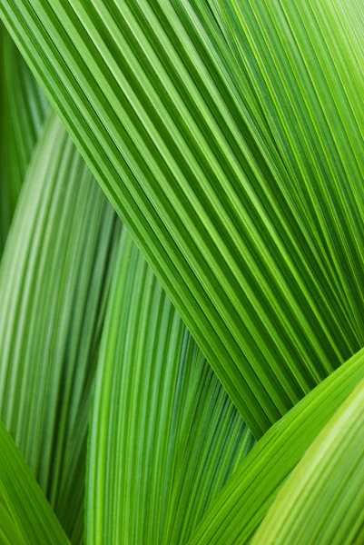 Foglie di palma astratte — Foto Stock