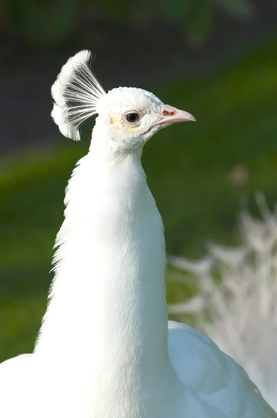 Retrato pavão branco — Fotografia de Stock