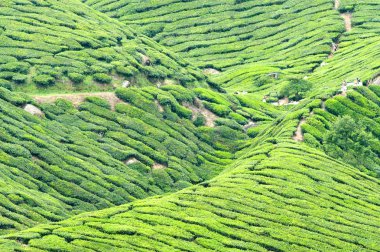 Cameron highlands saç ekimi